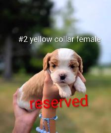 Cavalier king Charles puppies - Photo 2