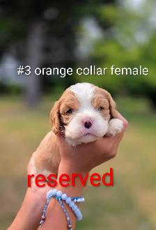 Cavalier king Charles puppies - Photo 3