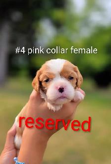Cavalier king Charles puppies - Photo 4