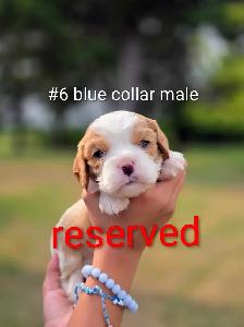 Cavalier king Charles puppies - Photo 6