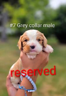 Cavalier king Charles puppies - Photo 7