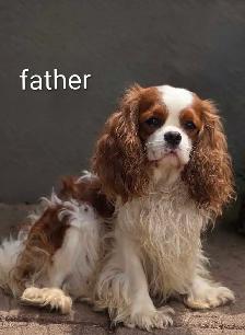 Cavalier king Charles puppies - Photo 8