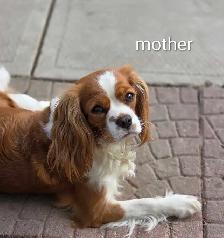 Cavalier king Charles puppies - Photo 9