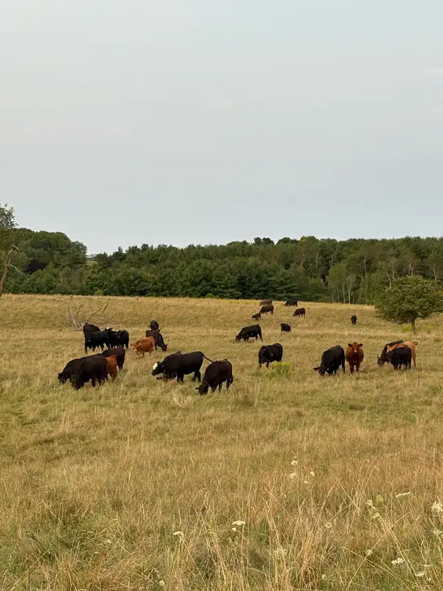 Beef Herd