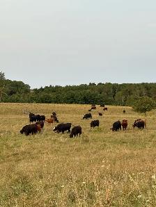 Beef Herd