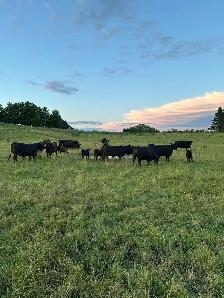 Beef Herd - Photo 2