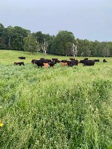Beef Herd - Photo 3
