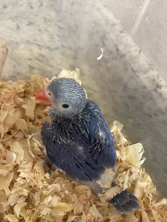 Violet Indian Ringneck baby.