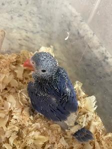 Violet Indian Ringneck baby.