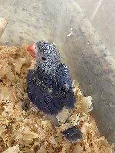 Violet Indian Ringneck baby. - Photo 2