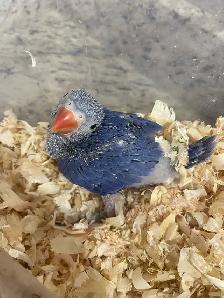 Violet Indian Ringneck baby. - Photo 3
