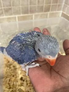 Violet Indian Ringneck baby. - Photo 5