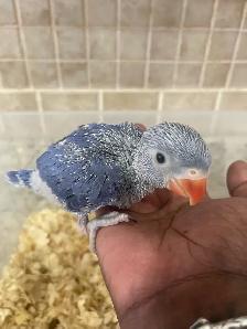 Violet Indian Ringneck baby. - Photo 6