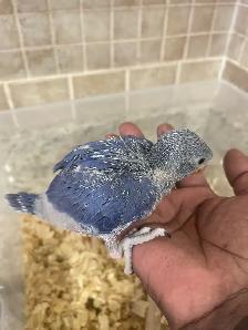 Violet Indian Ringneck baby. - Photo 7