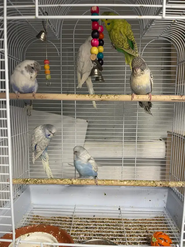 English budgies.
