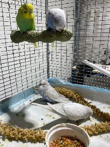 English budgies. - Photo 3