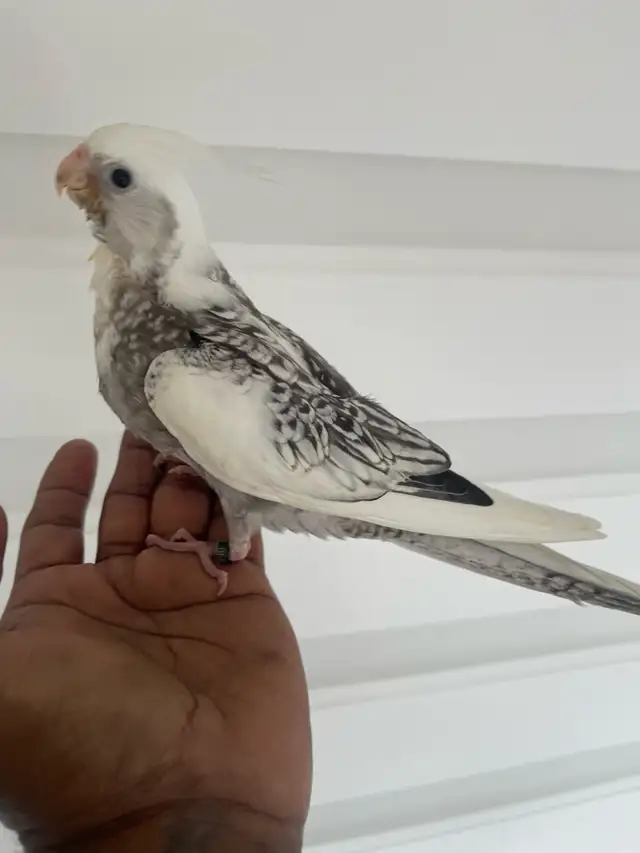 Cockatiel baby.