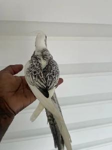 Cockatiel baby. - Photo 3