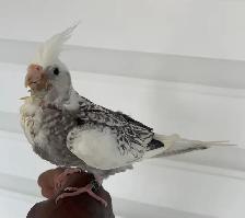 Cockatiel baby. - Photo 4