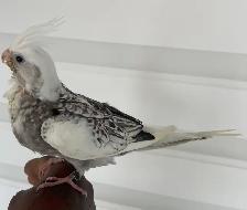 Cockatiel baby. - Photo 5