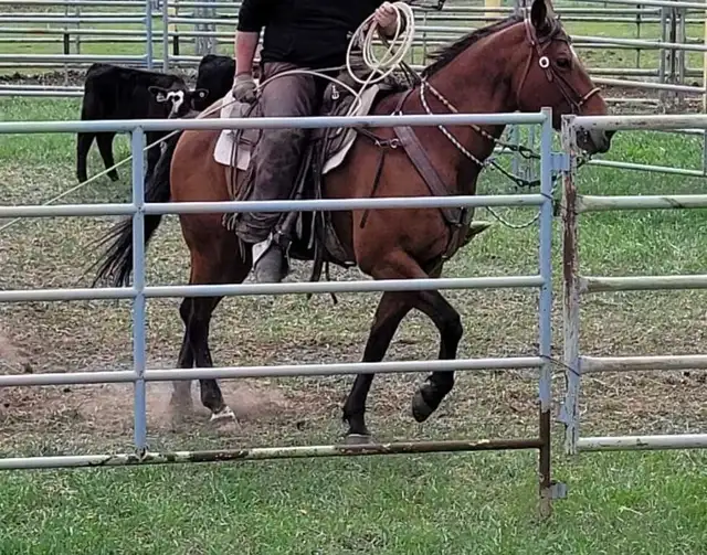 Broke AHQA 9 year old mare