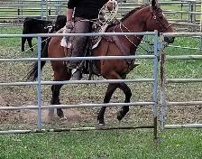 Broke AHQA 9 year old mare