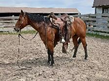 Broke AHQA 9 year old mare - Photo 2
