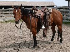 Broke AHQA 9 year old mare - Photo 3