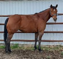 Broke AHQA 9 year old mare - Photo 4