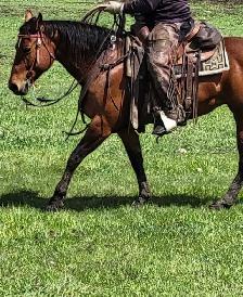 Broke AHQA 9 year old mare - Photo 5