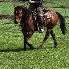 Broke AHQA 9 year old mare - Photo 6