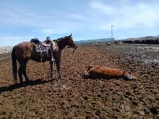 Broke AHQA 9 year old mare - Photo 7