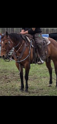 Broke AHQA 9 year old mare - Photo 8