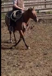Broke AHQA 9 year old mare - Photo 9