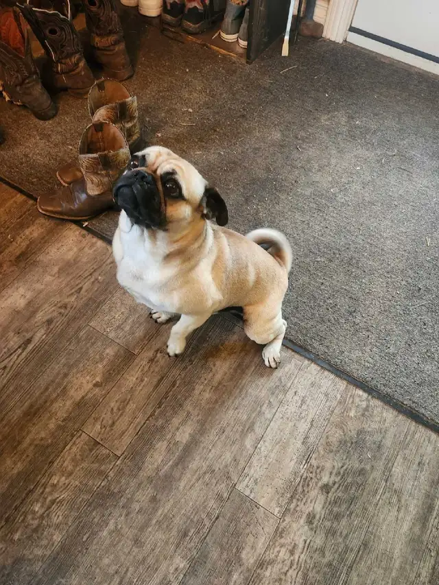male pug