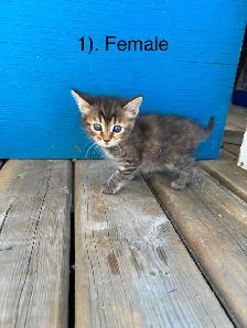 10 Beautiful  Calm Kittens