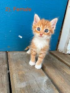 10 Beautiful  Calm Kittens - Photo 2