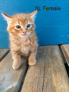 10 Beautiful  Calm Kittens - Photo 3