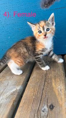 10 Beautiful  Calm Kittens - Photo 4