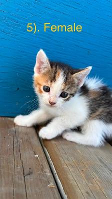 10 Beautiful  Calm Kittens - Photo 5