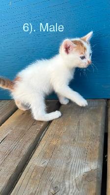 10 Beautiful  Calm Kittens - Photo 6