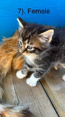 10 Beautiful  Calm Kittens - Photo 7