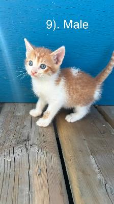 10 Beautiful  Calm Kittens - Photo 8