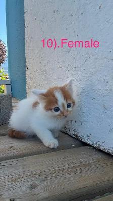 10 Beautiful  Calm Kittens - Photo 9