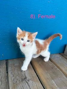 10 Beautiful  Calm Kittens - Photo 10
