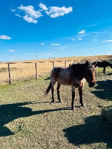 Project Mare 2017 AQHA