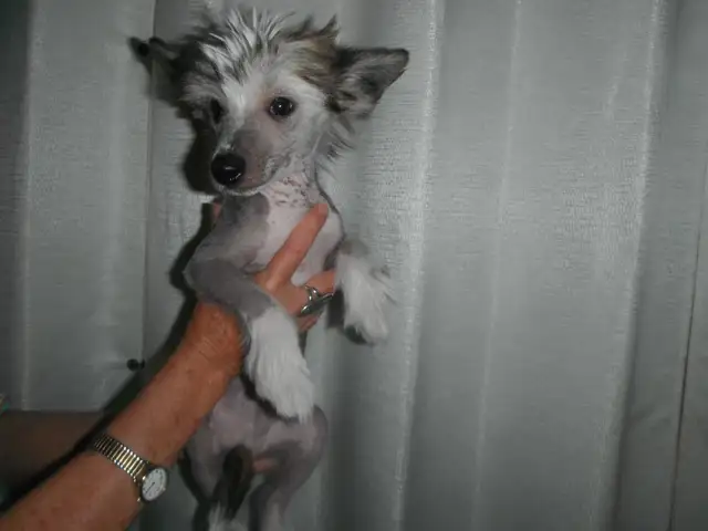 3 Chinese Crested puppies