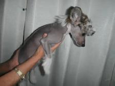 3 Chinese Crested puppies - Photo 2