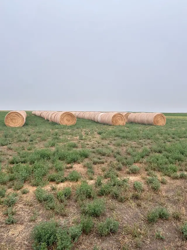 Alfalfa/Hay Bales
