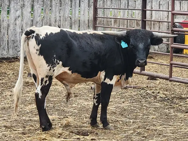 LONGHORN/CORRIENTE BULLS FOR SALE